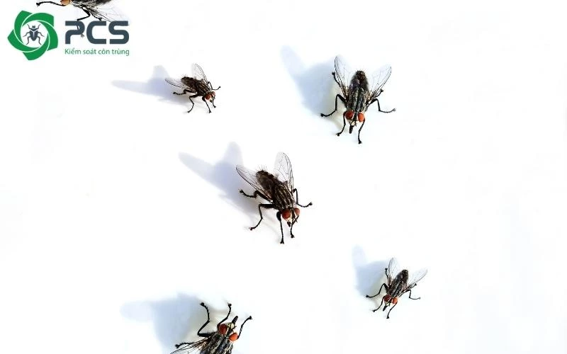 thuốc diệt ruồi không độc hại